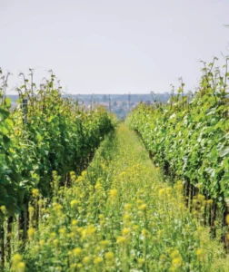 Read more about the article Vegan Wine — Spotlight on Winery Cech