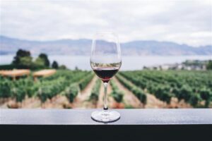 Read more about the article Czech Wine in the UK