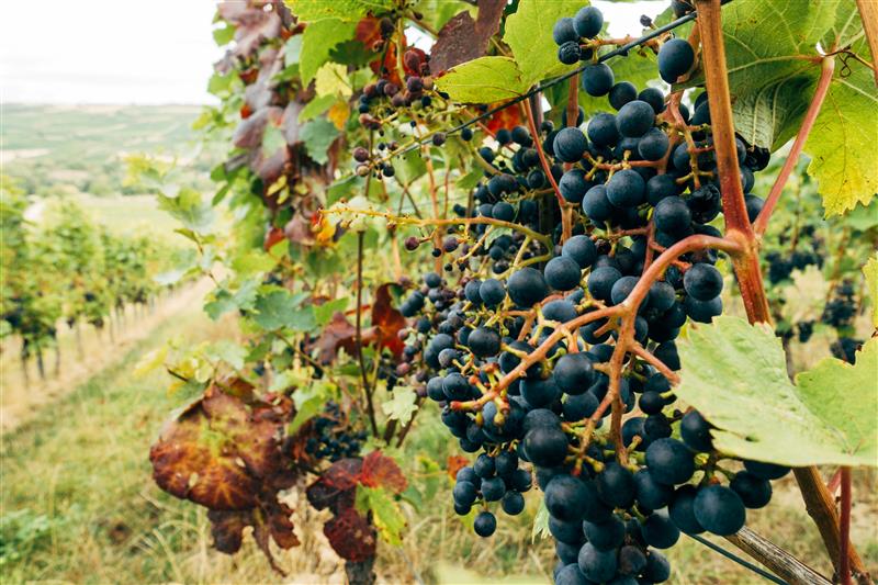 You are currently viewing Exploring the Wines of Moravia: Central Europe’s Hidden Gem