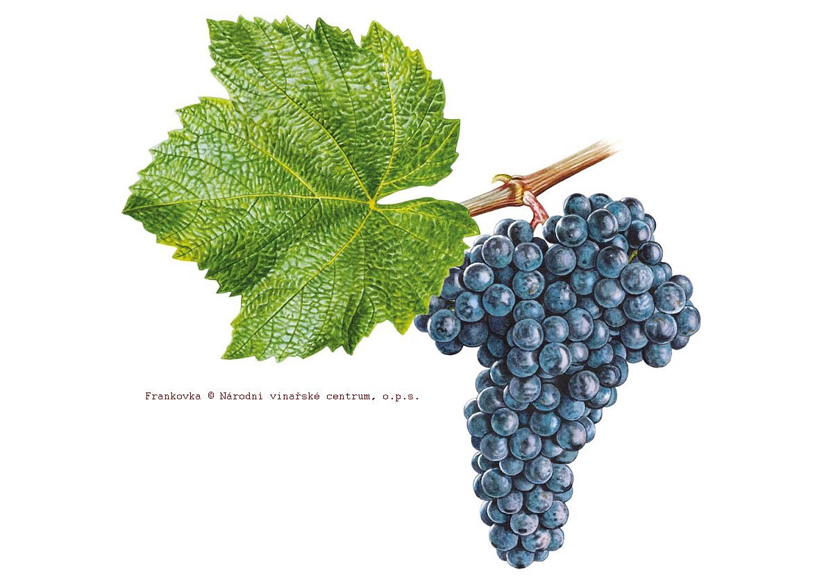 Read more about the article Red Wine Suggestions: Frankovka