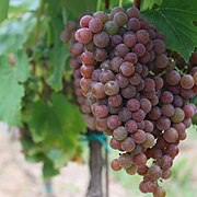 Read more about the article Discovering the Palava Grape: A Rising Star in the Wine World