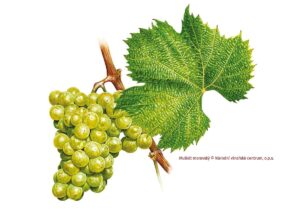 Read more about the article Moravian Muscat (Muškát moravský): A Signature Czech Wine Full of Aroma and Elegance